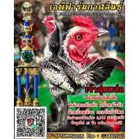 ราคา ไข่เชื้อไก่ชน ไข่เชื้อสำหรักฟัก พม่าล่อสั้นสลับยาวแข้งคม ไก่เยียร์ (11072903789)