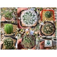 ราคา แคคตัส กระบองเพชร สวย ๆ ไม้อวบน้ำ กุหลาบหิน อโล ฮาโวเทีย รวมสายพันธุ์ พันธุ์หายาก สวย ๆ cactus succulent (17590902454)