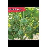ราคา เมล็ดพันธุ์มะเขือเจ้าพระยา (100เมล็ด) (18271794572)