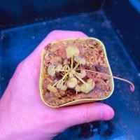 ราคา New หยาดน้ำค้าง Drosera Prolifera (26986022417)