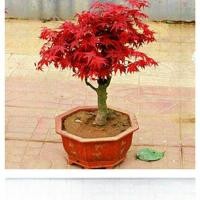 ราคา บอนไซเมเปิ้ลแดงต้นกล้าเมเปิ้ลแดงจีนเมเปิ้ลแดงญี่ปุ่นนักเต้นแดงเมเปิ้ลทองกองเตี้ยระเบียงในร่มไม้กระถาง (26568617686)