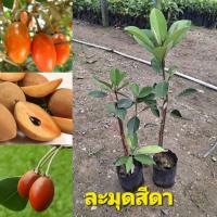 ราคา ต้นละมุดสีดา เป็นไม้ยืนต้นขนาดกลาง (43554703223)
