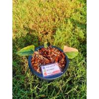 ราคา เสน่ห์จันทร์ดำด่างชมพู (19563526042)