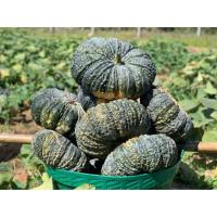 ราคา ต้นพันธุ์ ฟักทอง ข้าวตอก ฟักทอง คางคก ถุงดำพร้อมปลูก 29บาทฟักทองลายข้าวตอก เนื้อผลหนา เนื้อเหนียว รสชาติมัน (28933472971)