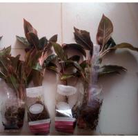 ราคา แสงเงินแสงทอง4ต้น ส่งแต่ต้นหุ้มวัสดุปลูก (8179215388)