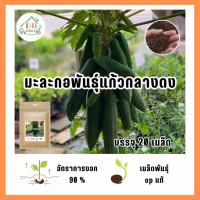 ราคา 9บาท เมล็ดมะละกอพันธุ์แก้วกลางดง 20 เมล็ด (27420337635)