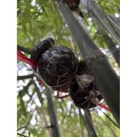 ราคา กิ่งตอนไผ่ซางหม่นแท้ (27612822101)