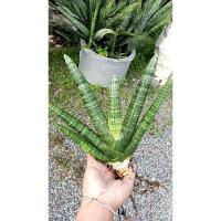 ราคา ว่านงาช้างแคระ(บอนเซล) ต้นละ (9101606174)