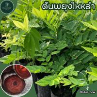 ราคา ต้นกล้าพยุงไหหลำ(เพราะเมล็ด) (26787549982)
