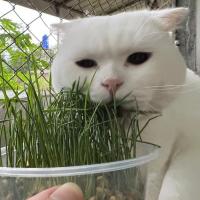 ราคา ชุดปลูกหญ้าเเมว ต้นอ่อนข้าวสาลี/ ชุดพร้อมปลูกข้าวสาลี Wheat grass หญ้าเเมว ต้นไม้ สำหรับ อาหารแมว (20938106978)