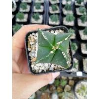 ราคา กระบองเพชร​ หมวกสังฆราช ไมริโอ [Astrophytum myriostigma]​ สั่งขั้นต่ำ 2 กระถาง (12216552933)