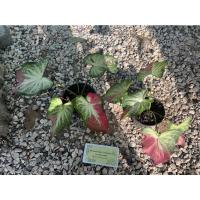 ราคา บอนสีชายชล ชายชล บอนสี ได้ต้นตามรูปเลย (13241794810)