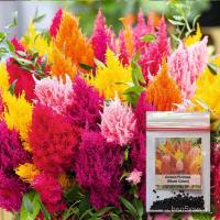 ราคา 100 Performancelosia Argentea Plumosa Dwarf Turquo30-50ซมกระโปรง/กระโปรง/สร้อยข้อมือ/ดอกทานตะวัน/ดอกทานตะวัน/ดอกทานตะวัน (20960206235)