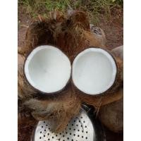 ราคา มะพร้าวแกง มะพร้าวคั้นกะทิ กะทิสด กะทิมะพร้าว (18583123877)