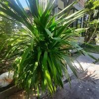 ราคา จันผา ต้นชำสูงไม่เกิน 1 เมตร (19173659471)