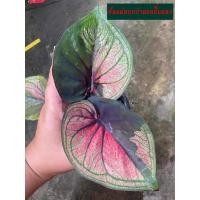 ราคา หยกกำมะหยี่แผลงป้ายดำ บอนสีสวยดุ (26204150475)