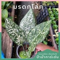 ราคา ต้นอโกลนีมา มรดกโลก Aglaonema World of heritage (20148337314)