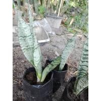 ราคา ต้นลิ้นมังกร ต้นไม้มงคล แบ่งขายเป็นต้น ไม่มีกระถาง (3844866847)