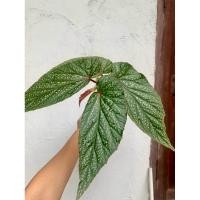 ราคา บีโกเนีย Begonia Red Berry เขียว บีโกเนียลายจุด กระถาง 4 นิ้ว เลือกต้นได้ (17686143068)