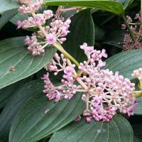 ราคา ต้นไข่มุกอันดามัน ต้นสูง 40-50 ซม.(1ต้น) ราคา 180 บาท (3937918944)