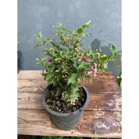 ราคา ต้นเชอร์รี่แคระ#บอนไซ#กระถาง 5-6 นิ้ว (23663158139)