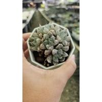 ราคา Haworthia variegated_succulent echeveria haworthia cactus ไม้อวบน้ำ แคคตัส ฮาโวเทีย ไลทอป (23165119215)
