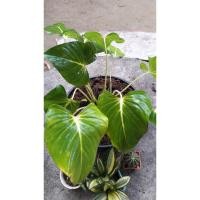 ราคา เสน่ห์จันทร์ขาว เสน่ห์จันทร์แดง ต้นไม้มงคล (4487878001)