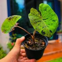 ราคา (ต้นลูก กระถาง 4 นิ้ว) โคโลคาเซีย โมจิโต้ บอนโมจิโต้ ต้นไม้ ไม้ด่าง แรร์ไอเทม colocasia mojito m24 (20904317509)