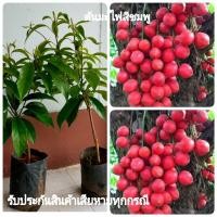 ราคา ต้นมะไฟกา มะไฟแดงทับทิมสยาม(เสียบยอด) รสชาติหวามอมเปรี้ยว ติดผลดกตั้งแต่โคนต้นยันปลายกิ่ง ต้นสูง 60-70เซน(1ต้น) (11211394693)