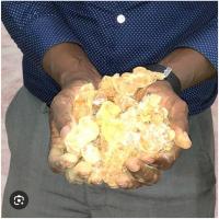 ราคา พันธุ์ไม้แอฟริกา กัมอราบิก (Acacia Senegal) ซูดานกัม อาเคเซีย เซเนกัล พันธุ์ไม้ทนร้อน ไม้ทนแดด (28510176438)