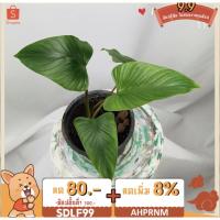 ราคา เสน่ห์จันทร์นาคหอม ต้นไม้มงคล ว่านเสน่ห์จันทร์นาคหอม (12406397778)