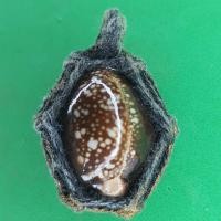 ราคา เบี้ยแก้แบบถักเชือกธรรมดา หลังตะกรุด เบี้ยแก้ของแท้ เบี้ยแก้คุณไสย เบี้ยแก้ปลุกเสก (7864621019)