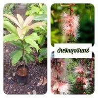 ราคา ต้นจิกมุจรินทร์ จิกมุจรินทร์ (43102053213)