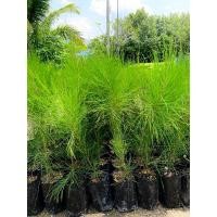 ราคา ต้นสนประดิพัทธ์สูง50-60ซม. (29581555631)