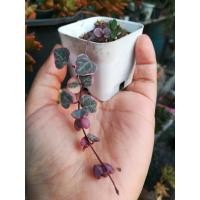 ราคา ต้นสายป่านดวงใจด่างชมพู String of hearts ขนาด 2 นิ้ว (14064495306)