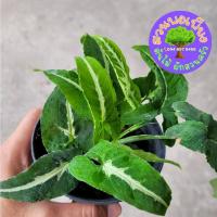 ราคา ต้นออมเพชร กระถาง 4 นิ้ว (22234706996)