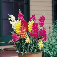 ราคา เมล็ดพันธุ์ดอกลิ้นมังกร (5269871937)