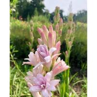 ราคา ต้นดอกซ่อนกลิ่นชมพูฮอนแลนด์1ต้น1ถุงดำไม้ดอกประดับ (23759344782)