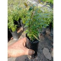 ราคา ต้นเสม็ดแดงขายเป็นชุด 10 ถุง 150 บาท (20385364686)