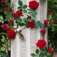 ราคา เมล็ดพันธุ์ กุหลาบเลื้อย กุหลาบ สีแดง 30 เมล็ด Red Rose Seed เมล็ดพันธุ์ (8780187524)