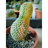 ราคา รีบูเทียด่าง ไม้เมล็ด/ด่างเยอะด่างชัด/ให้หน่อด่าง/ฟอร์มไม้ยืด/ทรงไม้ลำ (24281635089)