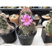 ราคา แมมมิลลาเรีย (Mammillaria) หนามตะขอแดง (12963819543)