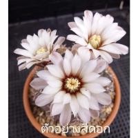 ราคา ❗❗ส่งฟรีไม่ต้องใช้โค๊ด❗❗Gymnocalycium vatteri ยิมโนวาตารีหนามเดี่ยวผิวม่วง (12512108611)