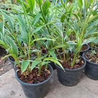 ราคา ข่าด่าง ขิงด่างขาว ว่านข่าจืด พญามือเหล็ก ไม้ด่างกระแสนิยม (9949980739)