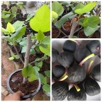 ราคา ต้นมะเดื่อฝรั่ง Iraqi ต้นตอใหญ่ๆ (25978103101)