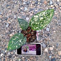 ราคา ต้นอโกลนีมา มรดกโลก ต้นไม้หายาก ความสวยสีเขียวตัดสีขาวยิ่งใบใหญ่สียิ่งคมชัด. (ได้ต้นตามภาพ) (19393739121)