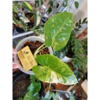 ราคา บอนกระดาดด่างขาว​ (ลายทุกใบ)​ (12701677255)