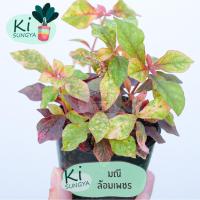 ราคา ต้นมณีล้อมเพชร ต้นไม้มงคล ต้นไม้จิ๋ว (17901266591)