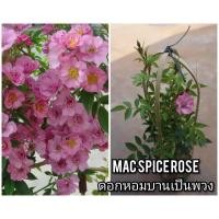 ราคา กุหลาบเลื้อยสีชมพูดอกพวงแน่นๆส่งยกต้นพร้อมดอกmacapice (4156585973)