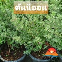 ราคา ต้นนีออน ไม้ดอกสีม่วง สวนเขาหมาก (9269716508)